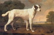 George Stubbs Dog oil